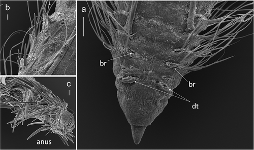 Figure 2. Chaetozone corona. (a) Dorsal view, anterior end, with dorsal tentacle (dt) and branchiae (br). (b) Dorsal view of the notopodia showing spines and capillary chaetae, middle part of the body. (c) Posterior part of the body and pygidium, dorso-lateral view. Scale bars: a = 100 µm; b = 30 µm; c = 20 µm.