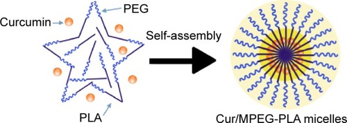 Figure 1 Preparation of Cur/MPEG-PLA micelles.Notes: The Cur/MPEG-PLA was prepared by a solvent evaporation method. The MPEG-PLA and curcumin with different proportions were codissolved in acetone. Then through the steps of evaporation and hydration, MPEG-PLA and curcumin self-assembled into Cur/MPEG-PLA micelles.Abbreviations: Cur, curcumin; MPEG-PLA, monomethoxy poly(ethylene glycol)-poly(lactide) copolymer; PEG, poly(ethylene glycol).