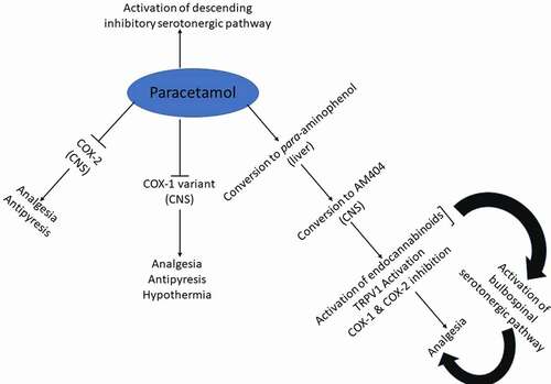 Figure 9. Schematic representation of the prevailing theories on the mechanisms of pharmacological actions of paracetamol discussed in this review
