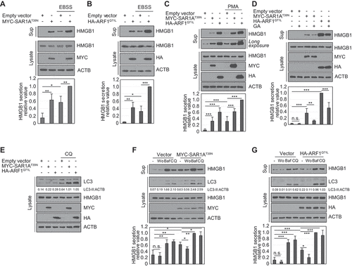 Figure 6. Small G protein SAR1A and ARF1 dominant-negative mutants participate in HMGB1 secretion by promoting secretory autophagy-mediated secretion pathway. (A-D) HEK293T cells were transfected with MYC-SAR1AT39N and HA-ARF1Q71L. The cells incubated in EBSS for 14 h (A, B), 350 nM PMA (C), and 0.5 μM GA (D) for 24 h. WCLs and culture medium were evaluated using anti-HMGB1, anti-MYC, anti-HA, and anti-ACTB antibodies. (E) HEK293T cells were transiently transfected with MYC-SAR1AT39N and HA-ARF1Q71L and treated with 20 μM CQ for 24 h. WCLs were examined by immunoblotting against anti-LC3, anti-HMGB1, anti-MYC, anti-HA, and anti-ACTB antibodies. (F, G) HEK293T transfected with MYC-SAR1AT39N (F), and HA-ARF1Q71L (G) were treated with 100 nM Wo, 20 nM Baf, and 20 μM CQ for 24 h. WCLs and culture supernatants were evaluated by immunoblotting against anti-LC3, anti-HMGB1, anti-MYC, anti-HA, and anti-ACTB antibodies. Data are presented as the mean ± SEM from at least three independent experiments. n.s.: not significant, *p < 0.05, **p < 0.01, ***p < 0.001, one-way ANOVA followed by Tukey honestly significant difference posthoc test for multiple comparisons