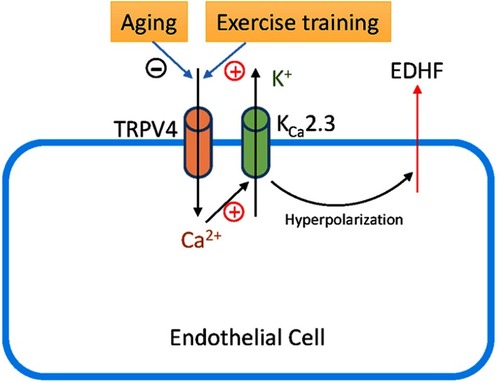 Schematic 1 Schematic diagram showing how TRPV4-KCa2.3 signaling may regulate the release of endothelium-derived hyperpolarizing factor (EDHF) in the vascular endothelium. Aging decreases TRPV4-KCa2.3 signaling, whereas exercise training recovers the signaling reversely.