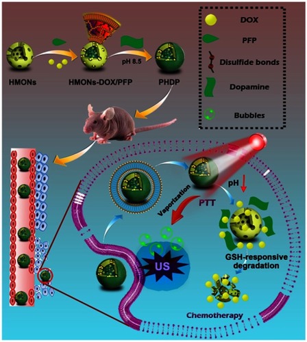 Figure 1 Schematic of the construction of PHDP nanoplatform for US imaging, hyperthermia-induced PFP bubble release, and synergistic chemo-photothermal therapy.Abbreviations: HMONs, hollow mesoporous organosilica nanoparticles; DOX, doxorubicin; PFP, perfluoropentane; PDA, polydopamine; PHDP, PDA@HMONs-DOX/PFP; PTT, photothermal therapy; GSH, glutathione; US, ultrasound.