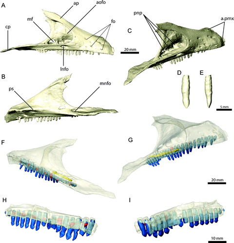 FIGURE 4. Right maxilla of Erlikosaurus andrewsi (IGM 100/111). A, G, lateral; B, F, medial; and C, caudolateral views. 11th maxillary tooth in D, lateral and E, rostral views. Right maxilla fragment of Falcarius utahensis (UMNH VP 14565) in H, medial and I, lateral views. Bone in F–I rendered transparent to visualize teeth (in blue), replacement teeth (in red), and neuropalatine nerve canal (in yellow). Abbreviations: a.pmx, premaxilla articulation; aofo, antorbital fossa; ap, ascending process; cp, caudal process; fo, neurovascular foramina; lnfo, lateral neurovascular foramen; mf, maxillary fenestra; mnfo, medial neurovascular foramen; pnp, pneumatic pockets; ps, palatal shelf.