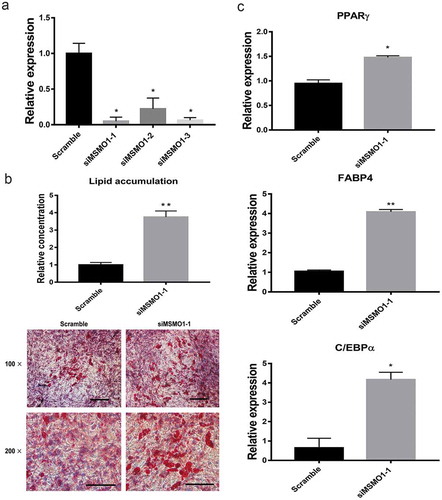 Figure 7. Knockdown of MSMO1 stimulates adipogenesis of 3T3-L1. 3T3-L1 preadipocytes were transfected with MSMO1 siRNA and were differentiated in differentiation medium for 12 days.(a) MSMO1 knockdown was confirmed in MSMO1 siRNA-transfected 3T3-L1 preadipocytes by qRT-PCR after transfected 24 h. (*P < 0.05 vs. scramble. β-actin mRNA was used as control). (b) Adipogenesis was assessed by Oil Red O staining. Scale bar indicates 100 µm. (**P < 0.01 vs. scramble). (c) The expression of PPARγ, FABP4 and C/EBPα on D12. (*P < 0.05, **P < 0.01 vs. scramble. β-actin mRNA was used as control).