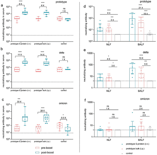 Figure 5. Using the prototype SARS-CoV-2 vaccine as a booster induced cross-reactive neutralizing antibodies in mice. a–c. Neutralizing antibodies against the prototype (a), delta (b), and omicron (c) strains in serum samples collected before and after booster immunization (n = 10). d–f. Neutralizing antibodies against the prototype (d), delta (e), and omicron (f) strains in NLF and BALF collected after booster immunization (n = 10). The dotted curve represents the limit of detection.