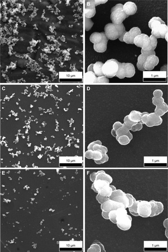 Figure 9 SEM images of BG-O (A, B), BG-3S (C, D), and BG-5S (E, F) coatings tested in vitro for 28 days in DS.Notes: Panoramic (A, C, E) and detailed (B, D, F) views.Abbreviations: SEM, scanning electron microscopy; BG-O, films deposited from the simple BG target; BG-3S, films deposited from BG target with three silica plates; BG-5S, films deposited from BG target with five silica plates; DS, simple cell-culturing medium.