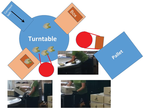 Figure 3. Tasks descriptions and worksite layout of the endive processing facility. Task photographs illustrate the tasks included in the attempted intervention. Endive sachets are put in cardboard boxes that are stapled on a pallet.