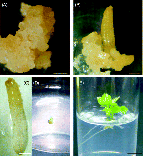 Figure 1  Plants regenerated from Chengiopanax sciadophylloides calli. Calli of C. sciadophylloides (A) were induced to asexual embryo formation (B) by 2,4-D content lowering. Asexual embryos, green and white in color (C), were transplanted to the regeneration medium with the green part of the asexual embryos above the medium (D). Leaves and roots were produced from the green and white part of the asexual embryo, respectively (E). Size bars in A–E indicate 1 mm, 1 mm, 1 mm, 3 mm and 5 mm, respectively.
