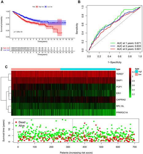 Figure 6 Risk score analysis of the eight-gene prognostic model in the GEO database combined cohort. (A) Survival curve for low-risk and high-risk groups. (B) Receiver operating characteristic (ROC) curves for predicting overall survival (OS) based on the risk score. (C) Expression heat map, risk score distribution, and survival status.