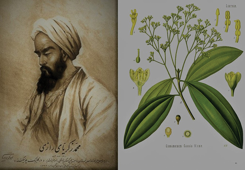 Figure 3. A portrait of Abu Bakr Mohammad Ibn Zakariya Razi (Rhazes), Welcome Library (left side). Cassia in Köhler’s Medizinal-Pflanzen (Medical Plants), 1887 (left side).