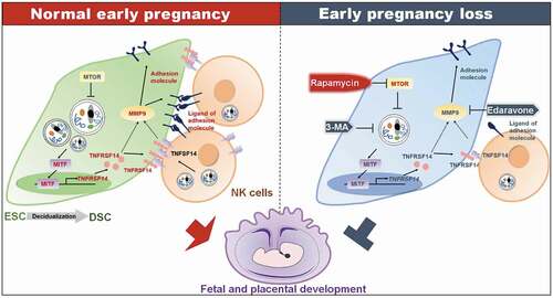 Figure 8. Schematic roles of rapamycin in preventing spontaneous abortion by triggering DSC autophagy-mediated NK residence during early pregnancy. Decidualization and establishment of normal pregnancy are accompanied by enhanced autophagy of DSCs and enrichment of dNK cells. High level of autophagy in DSCs increases the expression of the transcription factor MTIF. MITF enters into nucleus, binds to the promoter region of TNFRSF14 and positively regulates its transcription. TNFSF14, the TNFRSF14 ligand, is expressed on dNK cells. The TNFSF14-TNFRSF14 signal should contribute to the increases of adhesion molecules and the adhesion ability by upregulation of MMP9 expression. The strong adhesion of DSCs facilitates the localization and enrichment of NK cells in decidua. NK cells with sufficient density in decidua are beneficial to vascular remodeling, placental development, embryo growth, and maintenance of pregnancy. Spontaneous abortion of early pregnancy is associated with low levels of DSC autophagy, inactivation of the MITF-TNFRSF14-MMP9 axis, and insufficient NK cell residence. Autophagy inhibitor 3-MA or MMP9 inhibitor edaravone increases the risk of spontaneous abortion. The autophagy inducer rapamycin releases the inhibitory effect of MTOR on autophagy by inhibiting MTOR, and initiates the enhancement of DSC adhesion associated with MITF-TNFRSF14-MMP9 axis and more dNK cell residence, and prevents spontaneous abortion