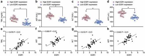 Figure 2. EGR1 serves as a potential biomarker of LC. a-s, levels of liver function-related factors TBIL (a), AST (b) and ALT (c) in the serum of LC patients (median expression of EGR1 = 4.24, *p < 0.05, unpaired t test); d, level of the LC-specific marker protein AFP in the serum of LC patients (median expression of EGR1 = 4.24, *p < 0.05, unpaired t test); e-h, positive correlations between EGR1 and the expression of TBIL (e), AST (f), ALT (g) and AFP (h) (Pearson’s correlation analysis, all *p < 0.05)
