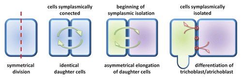 Figure 2. Illustration of the early stage of cell differentiation of barley root epidermal cells, which is correlated with the restriction of symplasmic isolation.