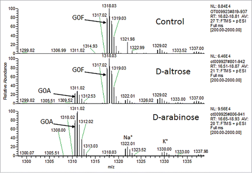 Figure 8. N-glycan glycopeptide mapping of purified mAb-1 expressed from CHO cells supplemented with D-altrose or D-arabinose.