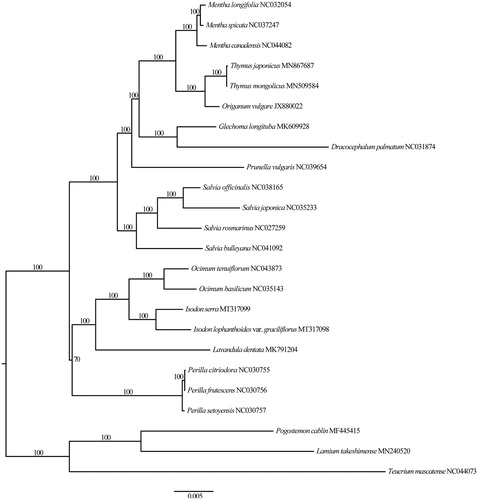 Figure 1. Maximum-likelihood tree inferred from chloroplast genome sequences of 24 taxa. The bootstrap values were based on 1000 replicates. The scale for nucleotide substitutions is showed in legend below the tree.