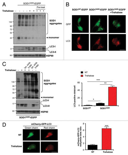 Figure 6. Trehalose triggers autophagy-mediated degradation of mutant SOD1 in NSC34 motoneuron cells. (A) NSC34 cells were transiently transfected with an expression vector for human SOD1G85R fused to EGFP. Cells were cotreated for 48 h or preincubated 24 h before transfection with 100 mM trehalose. SOD1 aggregates were visualized by western blot analysis. Each well represents an independent experiment. SOD1G85R monomers are also indicated. Bottom panels: The levels of LC3 and HSP90 (loading control) were monitored in the same samples. (B) Immunofluorescence analysis of endogenous LC3 (red) and SOD1G85R-EGFP (green) using spinning disk microscopy. As control, NSC34 cells were transiently transfected with SOD1WT-EGFP (upper panel). Lower panel: The number of cells containing LC3-positive dots was quantified. Mean and standard deviation is presented. Scale bar: 20 μm. (C) NSC34 cells were transiently transfected with an expression vector for SOD1G85R-EGFP and treated with or without 100 mM trehalose. In addition, cells were exposed to a cocktail of lysosomal inhibitors (200 nM bafilomycin A1, 10 μg/ml pepstatin, 10 μg/ml E64d) or 10 mM 3-methyladenine (3-MA). Then, the levels of mutant SOD1 aggregation and the monomeric form were determined by western blot. As control for the treatments, LC3 expression was determined. (D) To monitor autophagy fluxes in the absence of inhibitors, NSC34 cells were transiently transfected with an expression vector for mCherry-GFP-LC3 and treated with or without 100 mM trehalose. Then, the presence of GFP-mCherry- (i.e., autophagosomes) and mCherry-positive (i.e., autolysosomes) dots were visualized using spinning disk microscopy. Right panel: quantification of the ratio between red vs. yellow dots to assess an autophagy flux index. Mean and standard error is presented. p values was calculated with Student’s t-test, *p < 0.01; **p < 0.005; ***p < 0.0005.