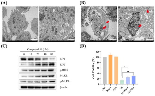 Figure 4. Compound 16 induced necroptosis in H1975 cells. (A) Morphological characteristics of the control using electron microscopy. (B) Morphological characteristics of 16-treated H1975 cells showing necrosis. Red arrowheads indicated cell nuclear chromatin condensation, massive mitochondrial damage, and disruption of plasma membrane. (C) Western blotting analysis of RIP1, RIP3, p-RIP3, MLKL, and p-MLKL protein levels. (D) Cell viability following treated with compound 16 (40 μM) for 24 h alone or with pre-treatment with Nec-1 (20 μM) and NSA (20 μM) as measured by MTT assay. *p < 0.05 and **p < 0.01 compared with the control.