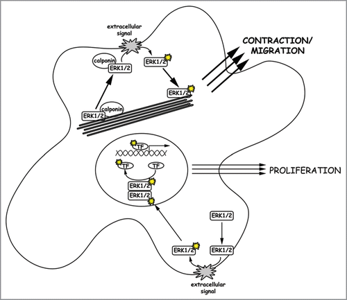 Figure 1 Activation of different ERK1/2 populations. ERK1/2 translocation to the cell cortex, where ERK1/2 gets activated via the Raf/Ras/MEK signaling cascade, is initiated by an extracellular signal. We assume that two populations of ERK1/2 molecules exist in a cell. First there is free cytosolic ERK1/2, which translocates upon activation and dimerization into the nucleus to activate proliferation in response to extracellular growth signals. Secondly, there is an ERK1/2 population bound to both calponin and F-actin. Upon a migratory or contractile stimulus, this ERK1/2 population translocates together with its scaffold calponin to the cell cortex where it is activated. Upon activation, monomeric active ERK1/2 molecules move back to actin filaments where they trigger cell migration or other contractile events of the cell. In cells with a pronounced actin cytoskeleton, the latter pathway might be dominant due to attracting more ERK1/2 molecules to the actin filaments and thereby depleting the kinase from the nucleus.
