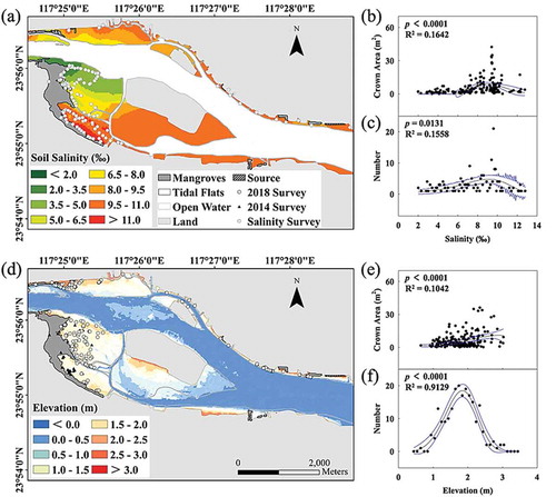 Figure 2. Dispersal patterns of S. apetala individuals in the 2014 survey and 2018 survey with the (a) surface soil salinity and (d) sediment elevation of Zhangjiang Estuary. The relation between the distribution of soil salinity and (b) crown area and (c) the dispersal number and the relation between the elevation and (e) crown area and (f) the dispersal number. The 95% confidence interval (the blue lines) according to the Weibull distribution analysis is indicated.