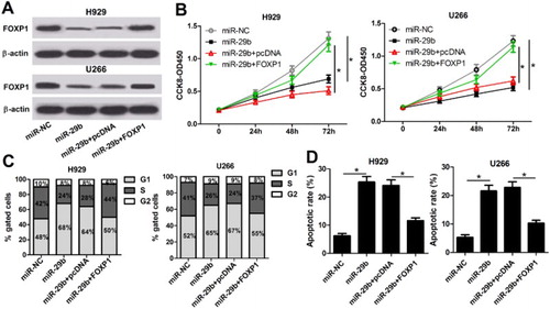 Figure 4. miR-29b suppressed the growth of MM cells via targeting FOXP1. (A) pcDNA-FOXP1 introduction abolished the inhibitory effect of miR-29b on FOXP1 expression in H929 and U266 cells. (B) miR-29b-derived anti-proliferation was reversed with FOXP1 overexpression in H929 and U266 cells. (C and D⁠) Cell cycle arrest and apoptosis induced by miR-29b overexpression were repressed with the transfection of pcDNA-FOXP1.