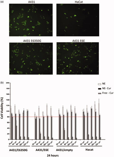 Figure 2. Cellular uptake and cytotoxicity of curcumin-loaded nanoemulsions. (a) Fluorescence microscopy images of cells A431, HaCat, A431 transduced with HPV-16 E6350G and E6E. NE-Cur was incubated in a concentration of 80 μM and pictures were taken after 3 h incubation period. Magnification 40X. (b) MTT assay to evaluate empty nanoemulsion (NE), curcumin nanoemulsion (NE-Cur) and free curcumin (Free-Cur) toxicity. A431/E6350G, A431/E6E, A431/empty and HaCat cells were treated for 24 h with 20 μM, 40 μM, 80 ΜM, 100 μM and 120 μM of preparations.