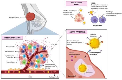Figure 2 Passive and active targeting mechanisms of nano-based drug delivery systems to tumours.