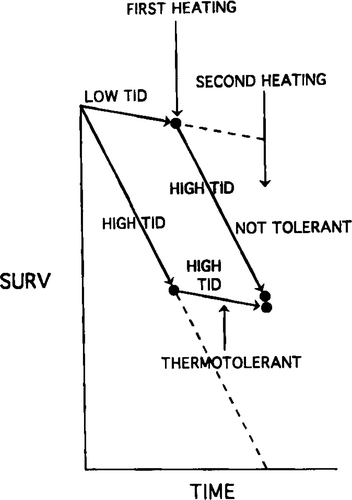 Figure 9. A schematic to illustrate that a region of a tumour that received a low thermal dose (low TID) should contain many viable non-thermotolerant cells after the first heat dose and that these viable cells should be inactivated if they could be heated with a second high heat dose (high TID). In contrast, a few viable thermotolerant cells might remain in the region of the tuniour that received a first high thermal dose, but the thermal resistance of these few cells to a second heat treatment should be of little consequence to the overall survival due to the relatively high thermal sensitivity of the many viable non-thermotolerant cells remaining in the region that received a low thermal dose during the first treatment.