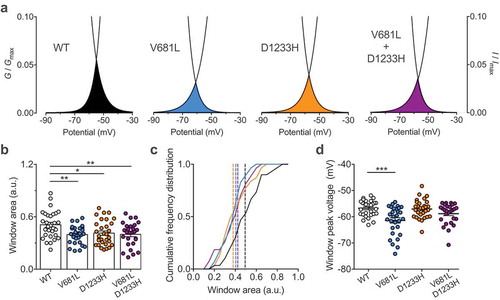 Figure 4. Window current of Cav3.2 variants. (a) Representative activation (G/Gmax) – inactivation curves (I/Imax) showing the window current for cells expressing WT (black), V681L (blue), D1233H (orange), and co-expressing V681L and D1233H channel variants (purple). (b) Corresponding mean window current measured as the area of the overlap between the activation and inactivation curves. (c) Corresponding frequency plot for each distribution. The dotted lines indicate the median values (WT: 0.4936; V681L: 0.4047; D1233H: 0.3792; V681L + D1233H: 0.4233). (D) Corresponding mean peak-voltage of the window currents. (d) Corresponding mean peak-voltage of the window currents.