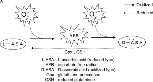 Figure 5 A) AFRs are generated from L-ascorbic acid as a result of L-ascorbic acid oxidation by unpaired electrons of superoxides. Moreover, the oxidized type of dehydroascorbic acid is reduced by the action of Gpx and GSH. B) In the NVG group, L-ascorbic acid captures a large amount of superoxides and is subjected to peroxidation to the state of oxidized ascorbic acid through the AFR stage, resulting in superoxides being detected without being eliminated by ascorbic acid. C) In the NVG group following addition of SOD, excessive superoxides are eliminated, causing the L-ascorbic acid to remain at the AFR stage without being peroxidated to oxidized L-ascorbic acid. D) In the non-NVG group, no superoxides are present to the degree they are present in the NVG group, enabling the L-ascorbic acid to eliminate superoxides and resulting in the detection of AFRs.