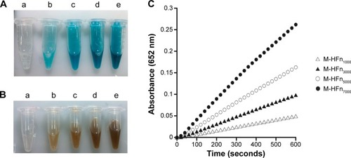 Figure 4 Peroxidase-like activity assays of M-HFn nanoparticles.Notes: M-HFn nanoparticles with different sizes of core catalyzed the oxidation of peroxidase substrates in the presence of H2O2. (A) TMB as the substrate to give a deep blue color product. (B) DAB as the substrate to give a deep brown color product. Color intensity changes with (a) HFn cage, (b) M-HFn1000, (c) M-HFn3000, (d) M-HFn5000, and (e) M-HFn7000. (C) The peroxidase-like activity of M-HFn nanoparticle is size dependent; larger M-HFn nanoparticles show higher peroxidase-like activity (TMB as the substrate).Abbreviations: HFn, H chain ferritin; M-HFn, ferrimagnetic H-ferritin; TMB, 3,3′,5,5′-tetramethylbenzidine; DAB, 3,3′-diaminobenzidine tetrahydrochloride.