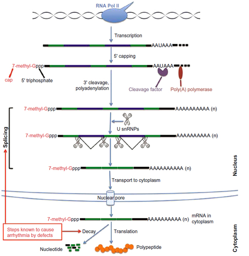 Figure 1 A diagram of the mRNA processing pathway. The initial primary RNA transcript (pre-mRNA) synthesized by RNA polymerase II needs to be extensively processed into mature mRNAs before it can be exported out of the nucleus and into the cytoplasm for translation. Processing steps include 5′ capping, pre-mRNA splicing, 3′-end cleavage, and polyadenylation. Once RNA nuclear processing is complete, the capped, spliced, and polyadenylated mRNA is exported from the nucleus to the cytoplasm through nuclear pore complexes. The mature mRNA is translated into protein or is degraded in the cytoplasm. Altered steps known to cause arrhythmia are labeled.