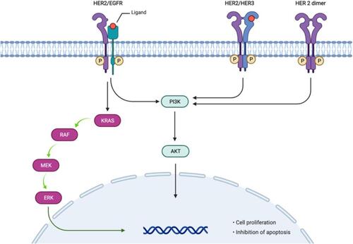 Figure 1 HER2 signaling pathway (Adapted from “HER2 Signaling Pathway”, by BioRender.com (2021). Retrieved from https://app.biorender.com/biorender-templates).