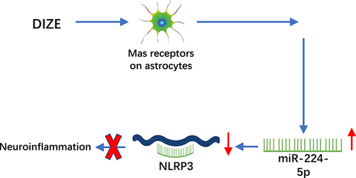 Figure 8 A schematic figure showing DIZE inhibited astrocyte-regulated neuroinflammatory responses via miRNA-224-5p/NLRP3 pathway and provided neuroprotective effects on AD.