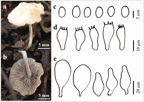 Figure 10. The basidiocarp surface (a) and (b) and microscopic features (c–e) of Psathyrella sulcatotuberculosa KUC20180711-11. (c) Basidiospores; (d) Basidia; (e) Cystidia.