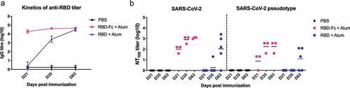 Figure 1. SARS-CoV-2 RBD induces a strong humoral response in mice. Three groups of mice were vaccinated subcutaneously with PBS, 5 μg RBD-Fc/alum (two doses: day 0 and 21) or 5 μg RBD/alum (three doses: day 0, 21, 49), and serum was collected on day 21, 35 and 63. (A) RBD-specific serum IgG response was determined using ELISA on 100 ng RBD-coated microplates. Data represent means ± SEM (n = 3–5). (B) Neutralizing titers were determined by the live SARS-CoV-2 or pseudotyped SARS-CoV-2. Mouse serum was heat-inactivated (56°C, 30 min) prior to the neutralization assay. For live SARS-CoV-2 neutralizing assay, 2-fold serially diluted serum was mixed with 100 TCID50 of SARS-CoV-2 and then incubated with Vero E6 cells for three days. The serum dilution showing no cytopathic effect was recorded as the 100% neutralizing titer (NT100). For pseudotyped virus neutralization, lentivirus that carries the full SARS-CoV-2 spike gene and a defective HIV-1 genome encoding the reporter luciferase was used. Serially diluted serum was incubated with 1000 unit of pseudovirus, then added to hACE2-transfected 293 T cells, and incubated for three days. The luciferase activity was measured using the luminescence microplate reader and converted to neutralizing titers. Lines represent means (n = 3–5)