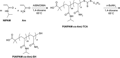 Figure S1 Synthesis of P(NIPAM-co-Am)-SH copolymers through RAFT copolymerization and end group modification with n-butylamine (nBuNH2).Abbreviations: AIBN, 2,2′-azobis(isobutyronitrile); Am, acrylamide; DIMA, 2-(dodecylthiocarbonothioylthio)-2-methylpropionic acid N-hydroxysuccinimide ester; NIPAM, N-isopropylacrylamide; RAFT, reversible addition-fragmentation chain transfer; SH, sulfydryl; TCA, trithiocarbonate.