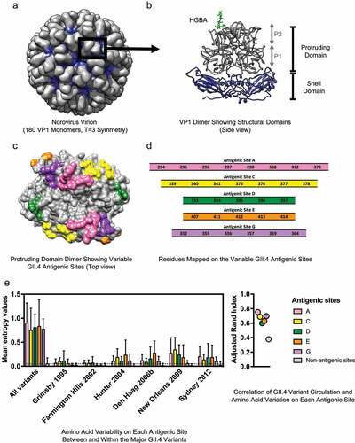 Figure 1. Structure and variable antigenic sites of the human norovirus major capsid protein, VP1. (a) The norovirus capsid is composed of 90 dimers of VP1 arranged in a T = 3 icosahedral symmetry. (b) The VP1 protein is divided into the conserved Shell (S) and the variable Protruding (P) domains. The P domain is further divided into the P1 and P2 subdomains. The surface-exposed P2 subdomain is thought to dictate binding to the cellular attachment factors, histo-blood group antigen (HGBA) carbohydrates (highlighted in green), while the S domain forms the core of the viral particle.Citation2 (c) The known variable antigenic sites (A, C, D, E, and G) located on the surface of the P2 subdomain of GII.4 norovirus are highlighted. The structural models were rendered using UCSF Chimera (version 1.11.2) and the following Protein Data Bank (PDB) files: 1IHM and 2ZLE (Norwalk virus, GI.1) and 2OBS (VA387 virus, GII.4 Grimsby variant). (d) Residues mapping on the variable antigenic sites of GII.4 noroviruses. Changes on these sites correlate with the emergence of GII.4 variants. (e) Amino acid variation in the P domain of the VP1 protein and its correlation with GII.4 variant distribution was quantified with Shannon entropy (left) and adjusted Rand index (right). Dataset includes sequences collected from 1995 to 2016, as described in Tohma et al., 2019.Citation70 Entropy values were calculated using the Shannon Entropy-One tool, as implemented in Los Alamos National Laboratory (www.hiv.lanl.gov) for six major GII.4 variants. The boxplot shows mean and standard deviation from each antigenic and non-antigenic site of major variants and all-in sequences that included a maximum of 50 randomly subsampled strain/variant to reduce sampling bias (n = 474). The dotted line indicates the mean of entropy values from non-antigenic sites in the subsampled all-in dataset. Adjusted Rand index, in which higher index values indicate a higher degree of correlation between variant distribution and the amino acid variation, was calculated with the subsampled all-in dataset using R and presented in a dot plot. Each circle represents the index from each antigenic and non-antigenic site