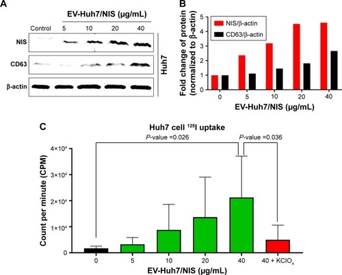 Figure 3 EV-mediated transfer of NIS protein to cells enhanced 125I uptake.Notes: (A) Western blot analysis of Huh7 cells after EV-Huh7/NIS (0–40 μg/mL) treatment for 24 hours. (B) Quantification of band intensity by GelQuant software represented in bar graph. (C) 125I uptake assay for Huh7 cells after EV-Huh7/NIS (0–40 μg/mL) treatment for 24 hours (n=5). Mean ± SD of experiments is shown. Student’s t-test was used.Abbreviation: EV, extracellular vesicle.