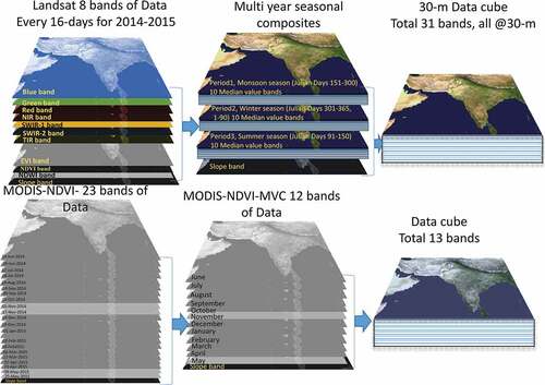 Figure 2. Top row: For each of the five agro-ecological zones in South Asia, 16-day bands of Landsat-8 operational land imager (OLI) data (Miller Citation2016)were used to make multi-year composites of three cropping seasons (2013–2015). Overall, 10 bands including indices (blue, green, red, NIR, SWIR1, SWIR2, TIR, EVI, NDVI, NDWI) were time composited over every season to arrive at data cubes for each zone. Stacked 30 bands (3 seasons x 10 bands)) and one slope band, making it a total of 31 bands. Bottom row: To define cropping intensities and crop types, MODIS 250 m NDVI daily data (Modis Citation2022) were time composited into 23 bands with MOD13Q1.6 products. These were further composited into 12 bands of maximum-value composites (MVCs) to constitute analysis-ready data (ARD) and also stacked one slope band for this research.