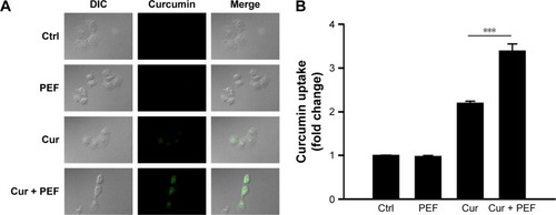 Figure 5 Visualization and quantification of cellular uptake of curcumin.