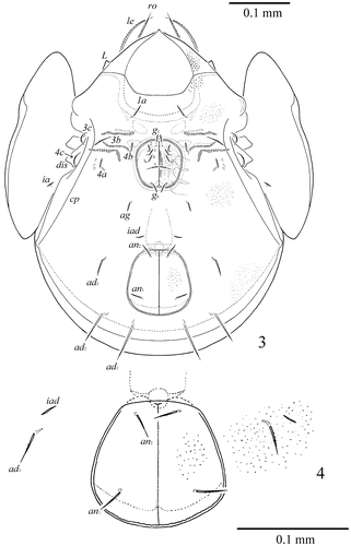 Figure 3–4. S. samarensis n. sp. Male: 3, ventral view (gnathosoma and legs not illustrated); Female: 4, ano-adanal region.