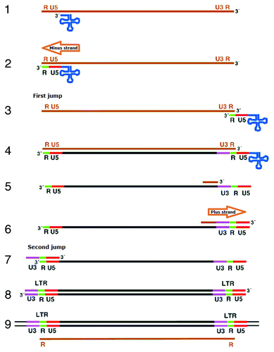 Figure 4. Mechanisms of retrotranspositions. The RNA transposition intermediate (brown) of an LTR retrotransposon provide plus strand RNA. The RNA has a tRNA (blue) base-paired sequence, the PBS, near its 5′ end (1). Primer tRNA anneals to binding site on RNA (2). The first sequences to be copied are the unique sequence at the 5′ end of the RNA (U5, red) and a short repeat sequence (R, green) present at both ends of the RNA. In this step, single-stranded DNA R region pairs with 3′ terminus in the first jump (3). Reverse transcriptase starts synthesis minus strand DNA (4), starting with U3 (purple) adjacent to R, and continuing until U5 and R are copied a second time. tRNA primer is removed. The RNA template is degraded by RNase H leaving a fragment at the poly-purine tract to prime second strand DNA synthesis (5). In the second jump, reverse transcriptase transfers to the other end of minus strand (7). Synthesis then proceeds (8). Integrase inserts this into chromosomal DNA, and transcription initiating in one LTR and terminating in the other generates genomic RNA with terminal repeats (9).