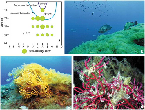 Figure 8. Phenology of the mucilage event of 2018 at Portofino. (a) Abundance of mucilage aggregated according to time and depth. Circles are roughly proportional to mucilage cover. Approximate positions of summer thermoclines are also indicated. (b) 100% cover of mucilage aggregates at about 20 m depth in July. (c) Mucilage filaments entangling the gorgonian Eunicella cavolini at about 30 m depth in August. (d) Mucilage filaments entangling the gorgonian Paramuricea clavata at about 40 m depth in September.