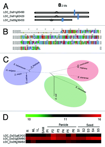 Figure 1. Chromosomal distribution events for TPI genes. (A) Three genes for TPI located on chromosome I and IX in rice. The scale is in megabase (Mb), and the centromeric regions are indicated by ellipses. (B) Multiple alignment of TPI genes in rice where first two sequences show the cytosolic TPI and the last one represents the chloroplastic TPI. ClustalW2 program was used to generate the alignment. (C) Unrooted tree generated for cTPI from different organisms using neighbor joining method employing Mega4 software. (D) Expression profile of TPI genes from Affymetrix GeneChip Rice Genome Arrays (http://www.ncbi.nlm.nih.gov/geo). The heatmaps have been generated using TIGR MeV software package. The color bar represents relative expression values; thereby, green color represents lowest expression levels, black represents medium expression levels, and red signifies highest expression level