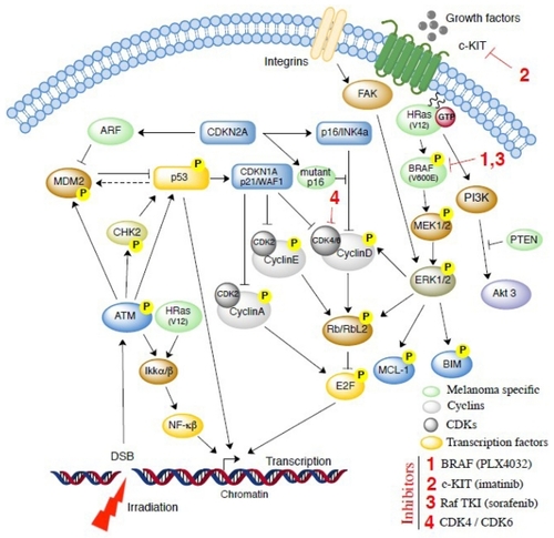 Figure 3 Cell survival signals and potential therapeutic targets for malignant melanoma.