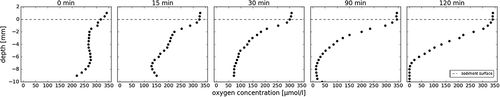 Figure 6. Temporal development of a characteristic oxygen profile in 10 mm thick cryoconite sediment after perturbation
