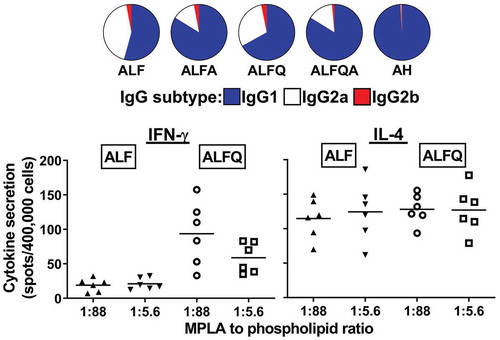 Figure 6. IgG subtype analysis of immune sera, and ELISPOT analysis of IL-4-positive and IFN-γ-positive splenic T cells, after immunizing female BALB/c mice with HIV-1 envelope gp140 adjuvanted with ALF, ALFA, ALFQ, ALFQA, or aluminum hydroxide, as shown. The IgG subtype data are from [Citation58]. The cytokine data are from [Citation43]. The latter paper demonstrated that ALF containing an MPLA/phospholipid ratio of 1:5.6 induced higher overall titers of antibodies than a ratio of 1:88, but this was not reflected in the appearance of significant differences in cytokine secretion.