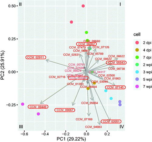 Figure 5. Principal component analysis for the 37 genes involved in cordycepin biosynthesis. The plot was generated from the regularized logarithm values for the count data. The 37 genes were chosen based on the metabolic pathways constructed by Vongsangnak et al. [Citation13]. The eight genes matched to the 1460 significant genes are indicated with rounded rectangles.