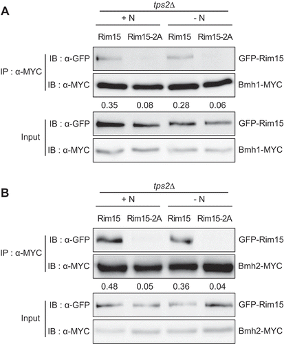 Figure 7. Dephosphorylation of Ser1061 and Thr1075 of Rim15 abolishes its interaction with Bmh1/2 in tps2Δ cells. (A) tps2Δ cells expressing Bmh1-MYC and GFP-Rim15 (BK0085) or GFP-Rim15S1061A,T1075A (Rim15-2A) (BK0086) were grown to early log phase in SC-H medium (+N) and incubated in SD-N medium (-N) for 1 h. (B) tps2Δ cells expressing Bmh2-MYC and GFP-Rim15 (BK0087) or GFP-Rim15-2A (BK0088) were grown to early log phase in SC-H medium (+N) and incubated in SD-N medium (-N) for 1 h. Co-IP assay was performed as described in Materials and methods. Data are representative of at least three independent experiments. The ratio of GFP-Rim15 or GFP-Rim15-2A co-precipitated with MYC-tagged proteins is shown below each lane