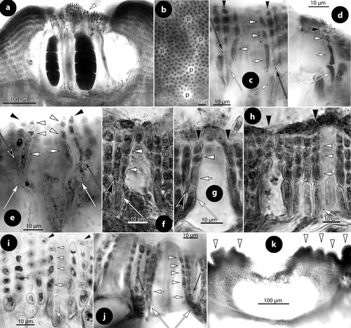 Figure 16. Printziana australis gen.& nom. nov. Tetrasporangial structures (a–h) and Printziana spp. (i–k); a, section of a tetrasporangial conceptacle with sunken roof (isotype); b, surface view of canals (p) of a multiporate roof surrounded by seven-nine rosette cells (NZC0621); c–h, sections through canals of multiporate roofs showing elongate basal (long white arrows) and subbasal (short white arrows) cells, each supporting two (occasionally three) cells (arrowheads) the last being occasionally an epithallial cell (black arrowheads). Note that the branched basal cells also support a normal roof filament (black arrows) (c–e: isotype: f–h: NZC0621); i, bisporangial thallus with 5-celled pore filaments composed of elongate basal and subbasal cells (arrows) and three smaller cells (arrowheads) (NZC0858); j, tetrasporangial thallus with at least 6-celled pore filaments composed of elongate basal and subbasal cells (arrows) and four smaller cells (arrowheads) (NZC2141); k, bisporangial thallus with ‘multi-rim’ outgrowths (arrowheads) around the sunken pore plate (NZC2269). Abbreviations: p (pore canal).